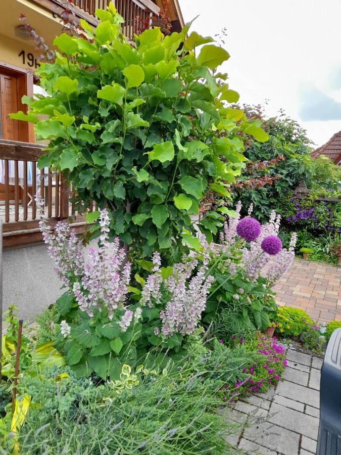 Harmonia Vendeghaz 100 Meterre Az Igali Gyogyfuerdotol Apartment Luaran gambar